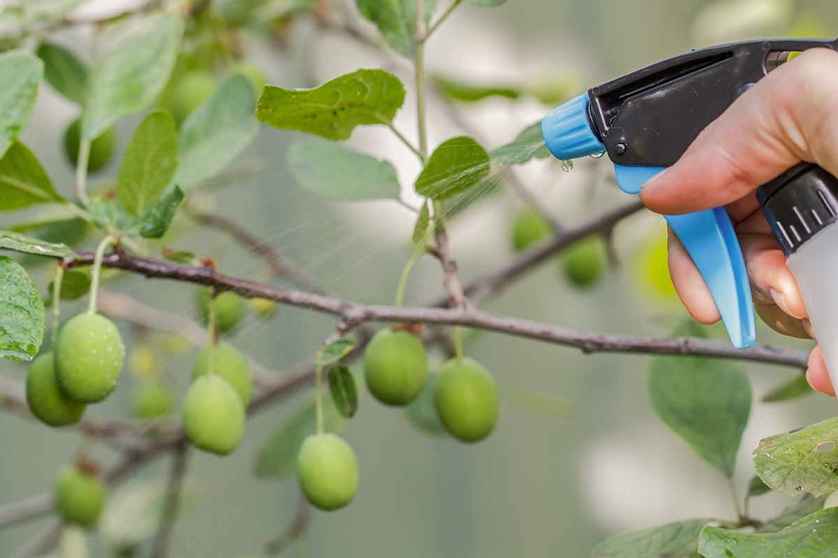 A close up horizontal image of a hand from the right of the frame holding a spray bottle to apply insecticide to the branches of a plum tree.