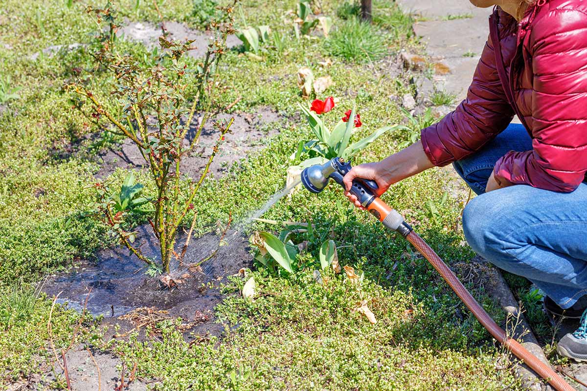 A close up horizontal image of a gardener on the right of the frame using a hose to irrigate roses in the garden.