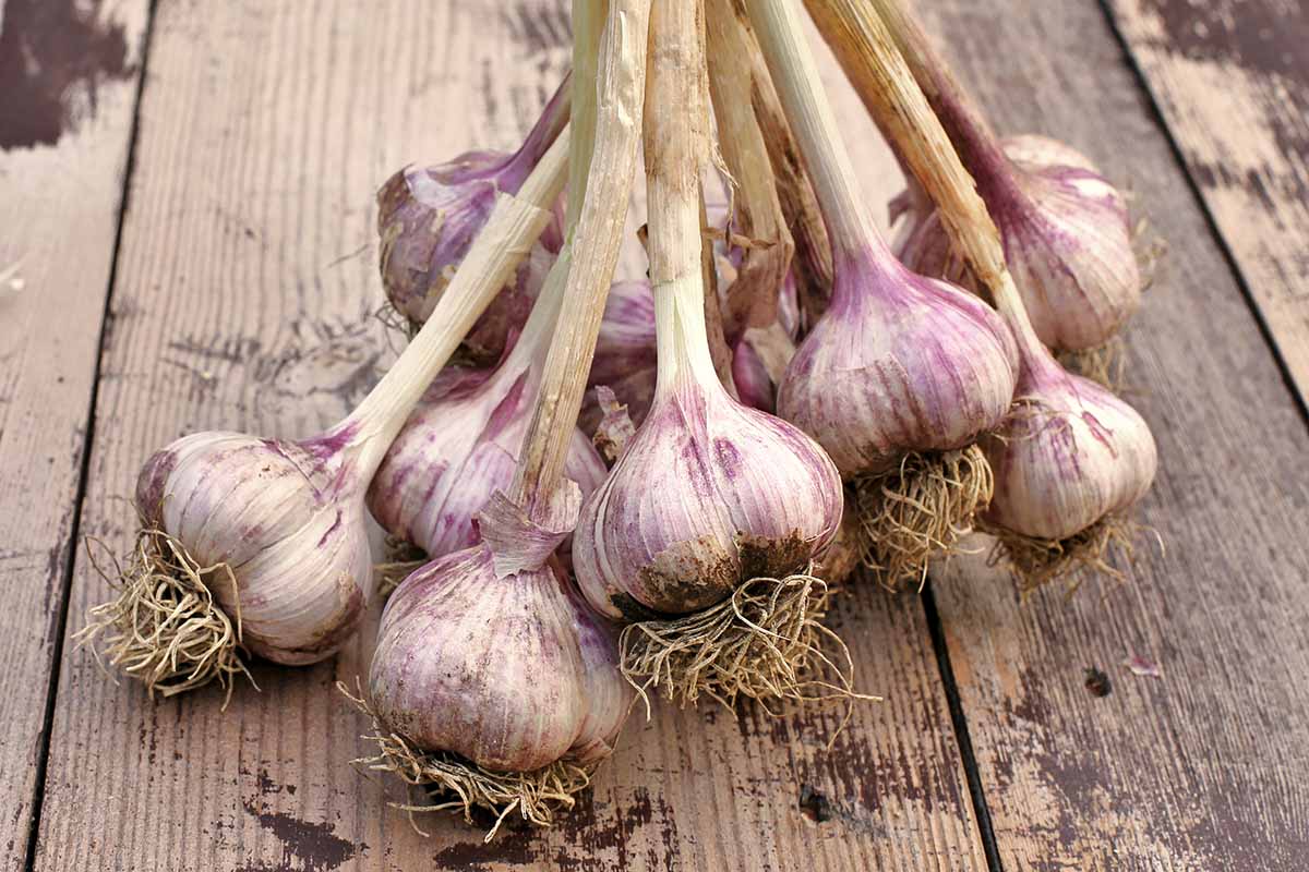 A close up horizontal image of a bunch of garlic bulbs set on a wooden surface.