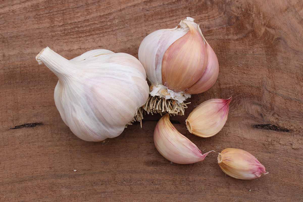 A close up horizontal image of garlic bulbs and cloves on a wooden surface.