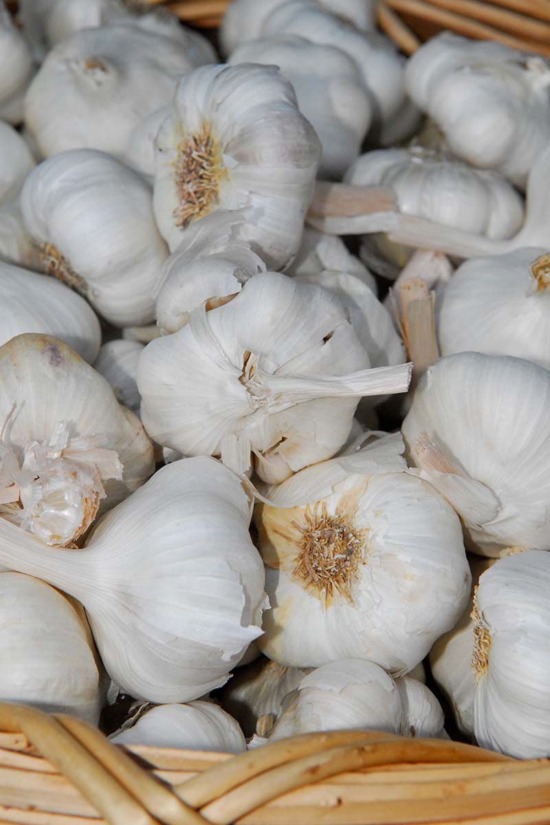 A close up vertical image of dried garlic bulbs set in a wicker basket.