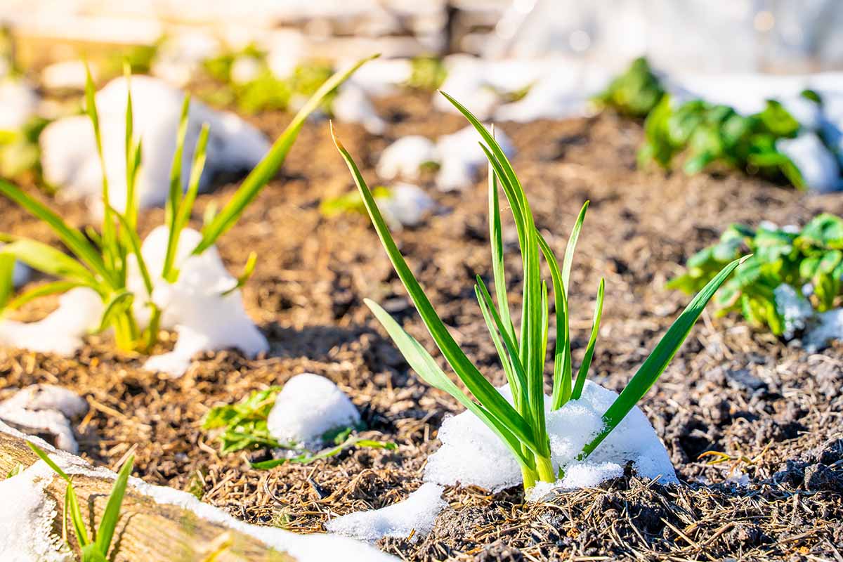 A close up horizontal image of garlic plants in a raised bed surrounded with a dusting of snow.