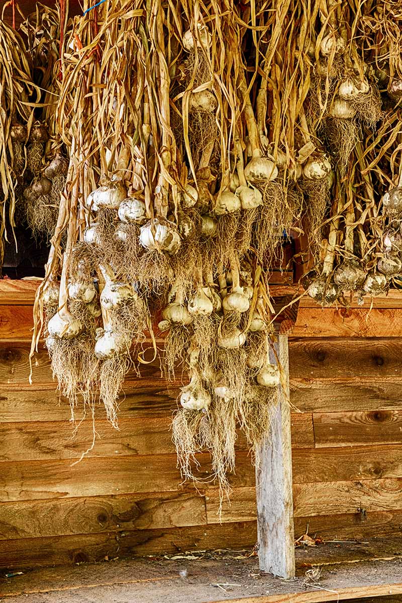 A vertical image of bulbs of dried garlic hanging from the roof of a drying shed.