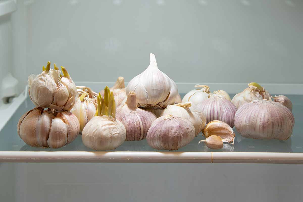 A horizontal image of garlic bulbs on a refrigerator shelf, some of which have started to sprout.