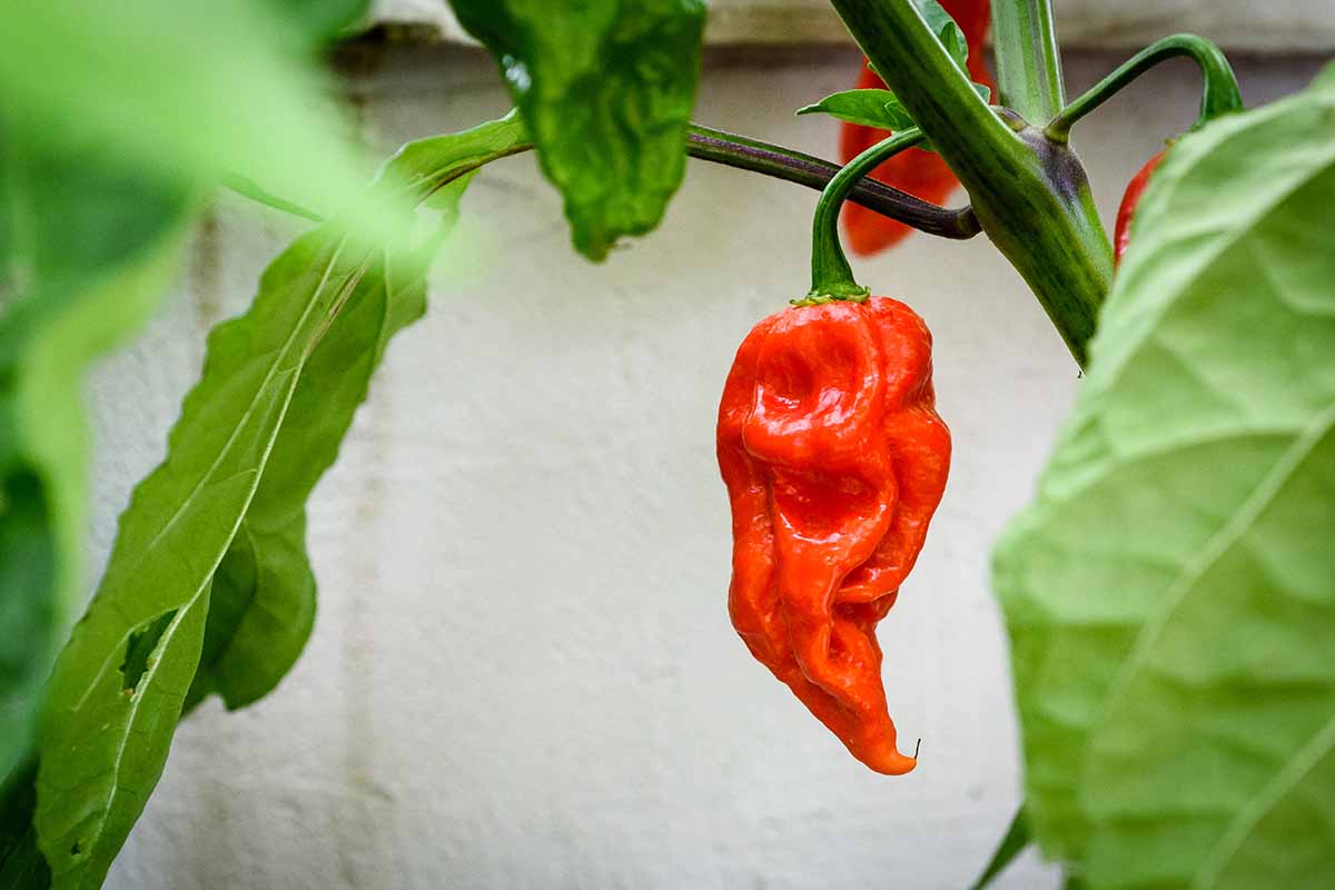 A horizontal image of ghost peppers growing in the garden with a white fence in the background.