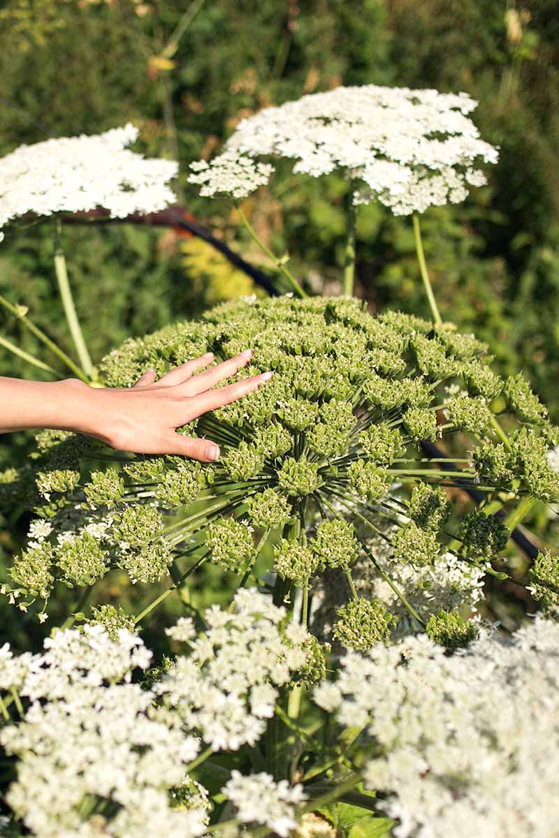 A close up vertical image of a hand from the left of the frame showing the size of a giant hogweed flower.