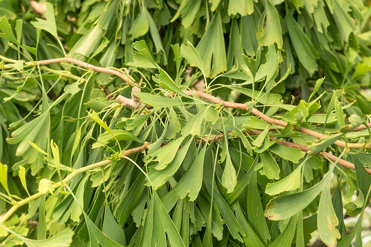 A horizontal image of a ginkgo 'Saratoga' tree growing in the garden.