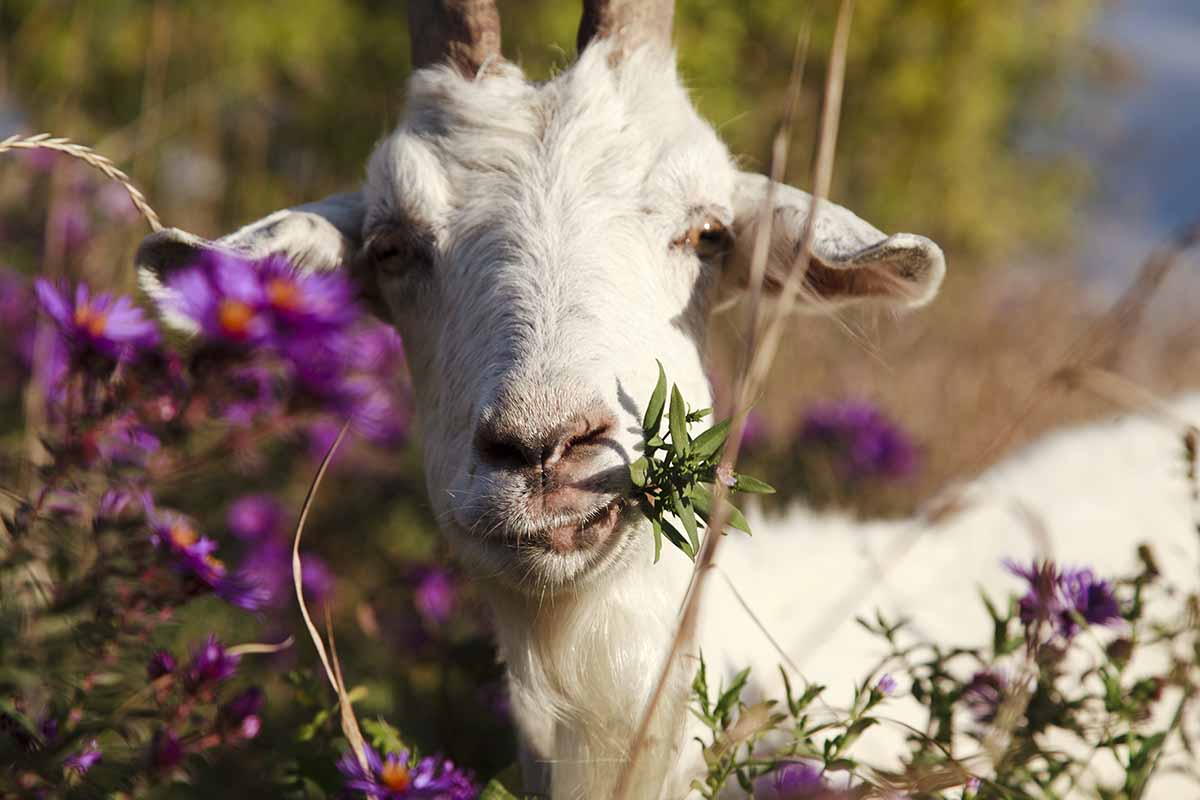 A close up horizontal image of a goat browsing in the garden pictured in light sunshine.