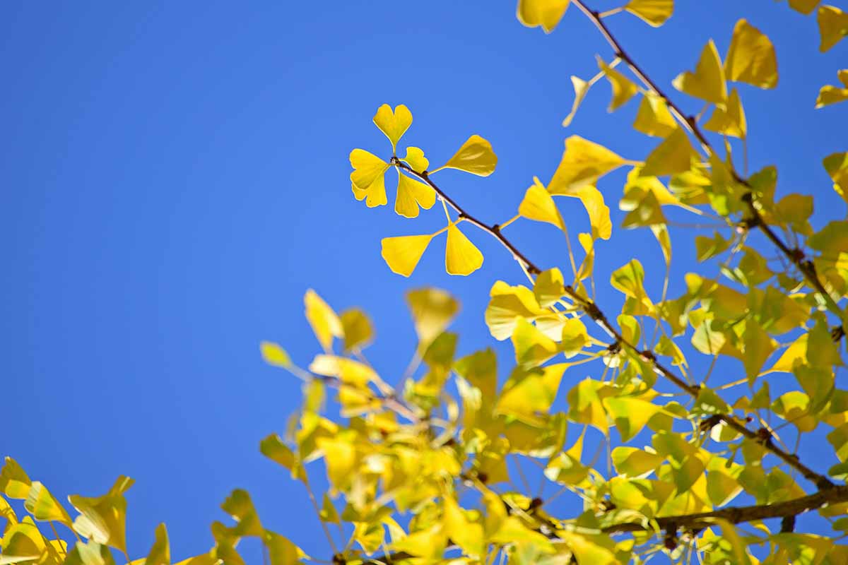 A close up horizontal image of the yellow fall foliage of 'Golden Collonade' ginkgo pictured on a blue sky background in bright sunshine.