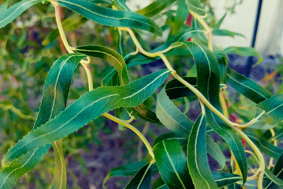 A close up horizontal image of the foliage of corkscrew weeping willow pictured on a soft focus background.