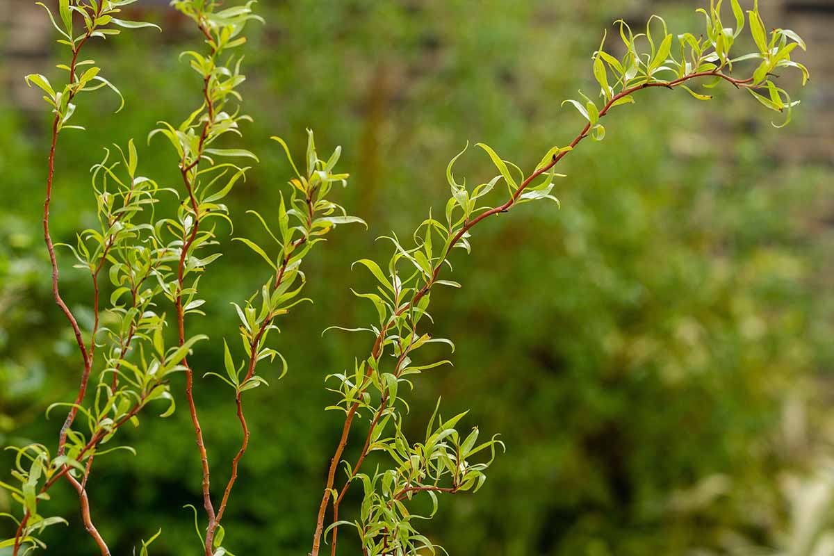 A close up of the foliage of Salix babylonica 'Golden Curls' pictured on a soft focus background.