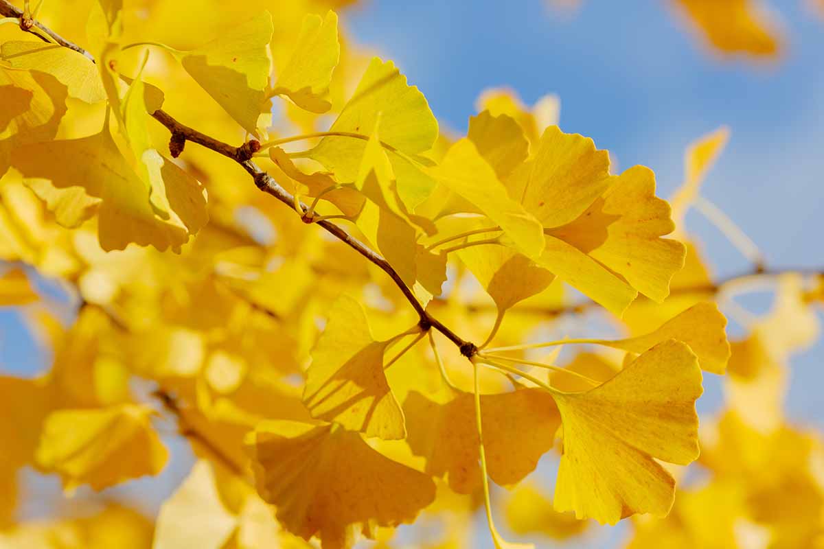 A close up horizontal image of the yellow fall foliage of 'Golden Globe' pictured in bright sunshine on a blue sky background.