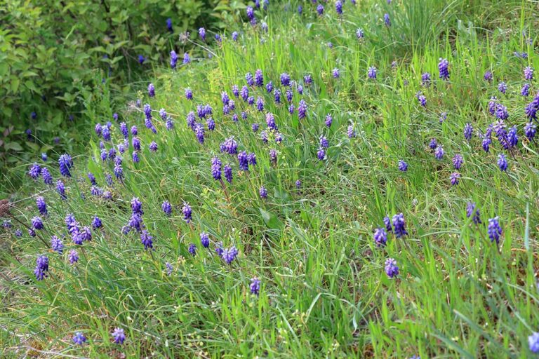 How to Naturalize Spring Bulbs in the Landscape | Gardener’s Path
