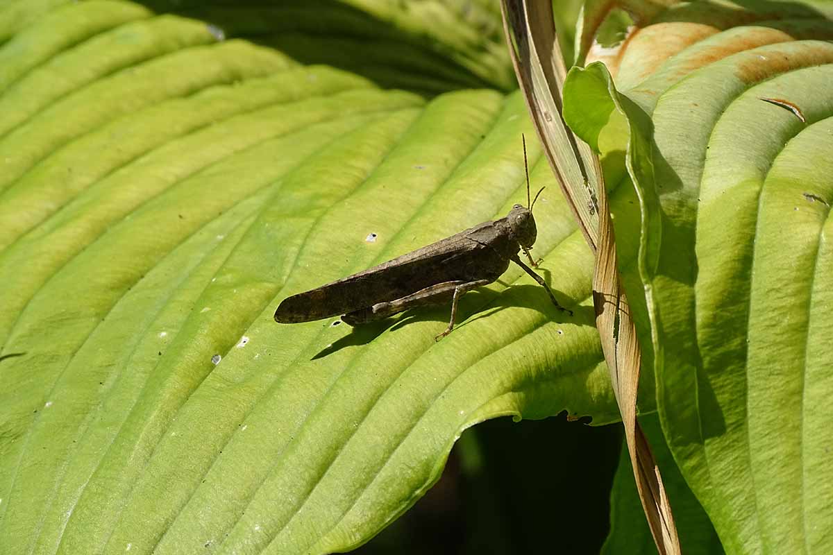 A close up horizontal image of a grasshopper on a hosta leaf pictured in bright sunshine.