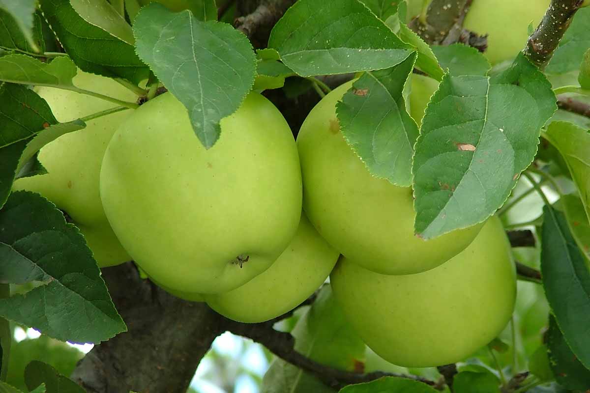 A close up horizontal image of a cluster of green apples growing on the tree.