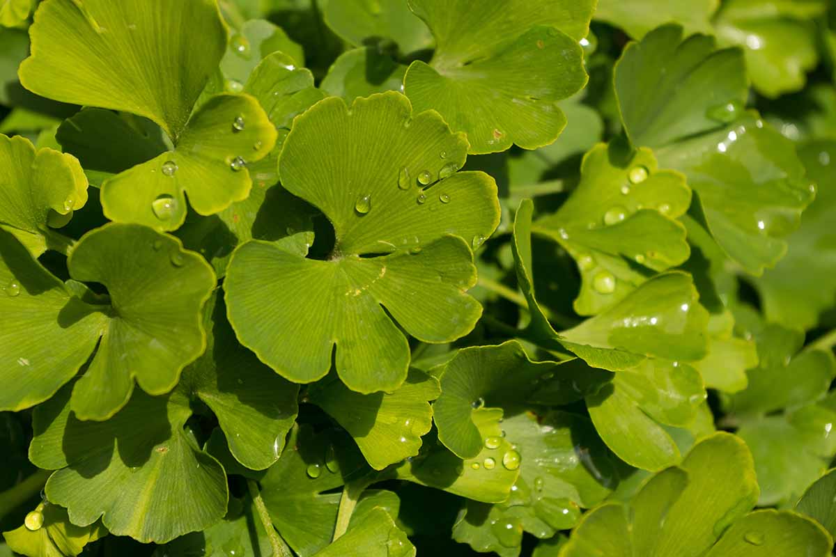 A close up horizontal image of the green foliage of a ginkgo tree.