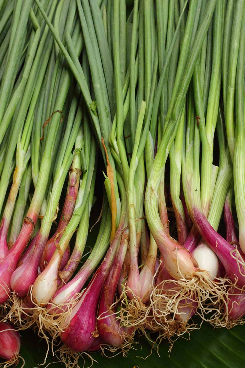 A close up vertical image of green onions freshly harvested with tiny bulbs.