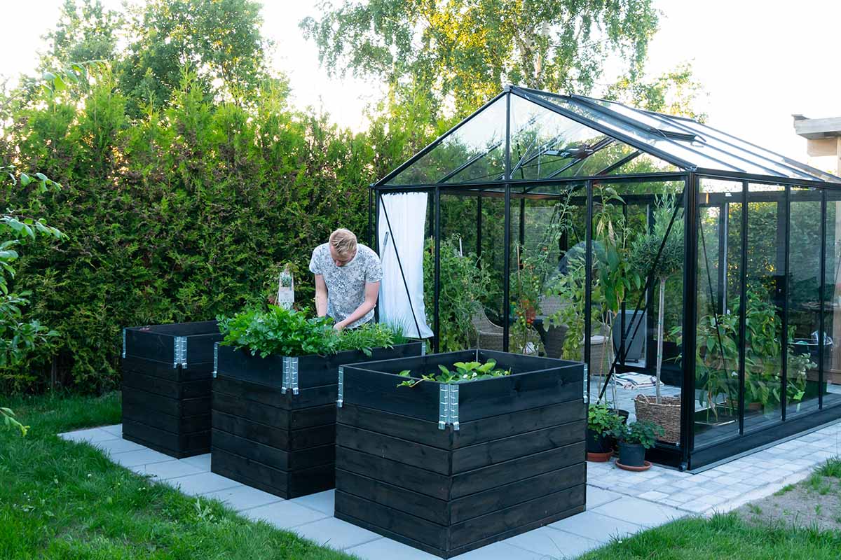 A horizontal image of a gardener tending to raised bed gardens outside a greenhouse in the backyard.