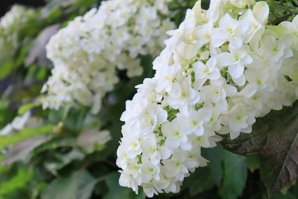 A close up horizontal image of a white oakleaf hydrangea flower growing in the garden.