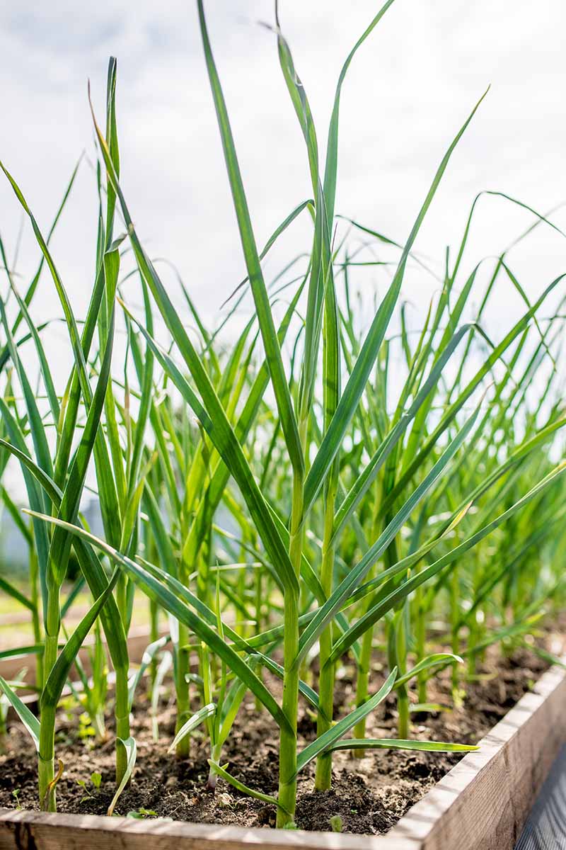 A close up vertical image of rows of garlic growing in a wooden raised bed garden.
