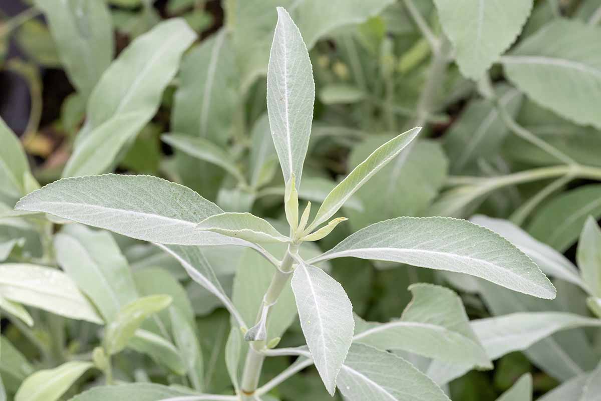 A close up horizontal image of white sage (Salvia apiana) growing in the garden.