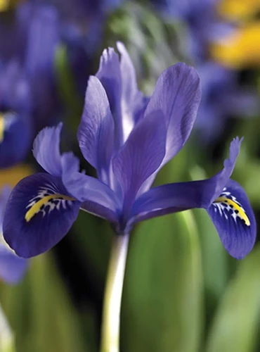 A vertical closeup image of a purple harmony iris flower outdoors.