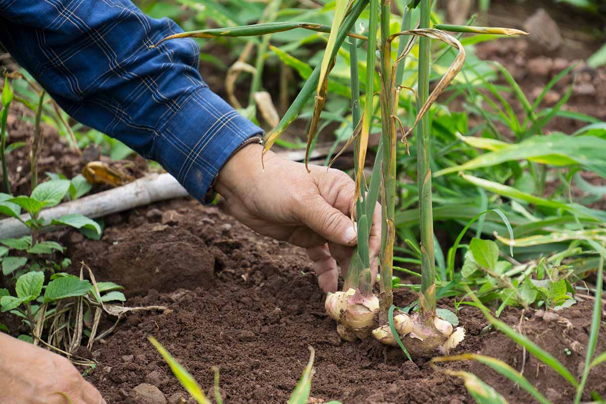 A horizontal image of a gardener harvesting ginger roots in the garden.