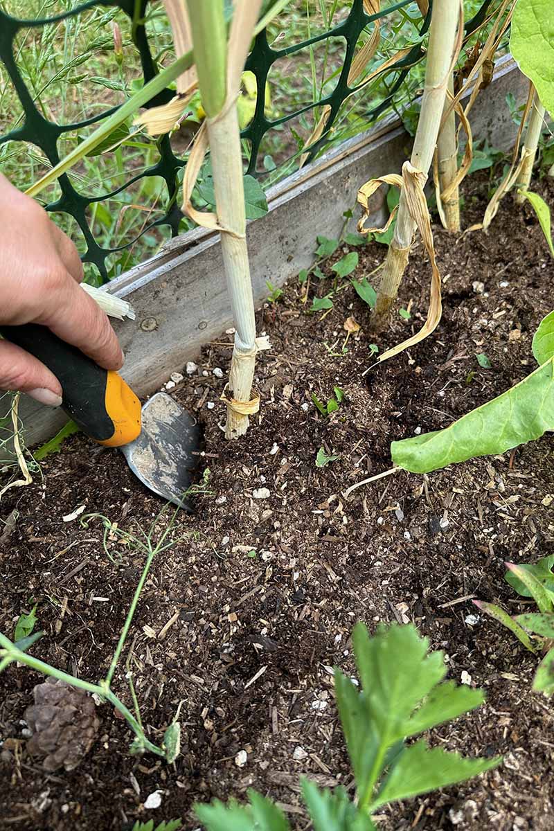 A close up vertical image of a hand from the left of the frame using a small trowel to dig up garlic from a raised bed garden.