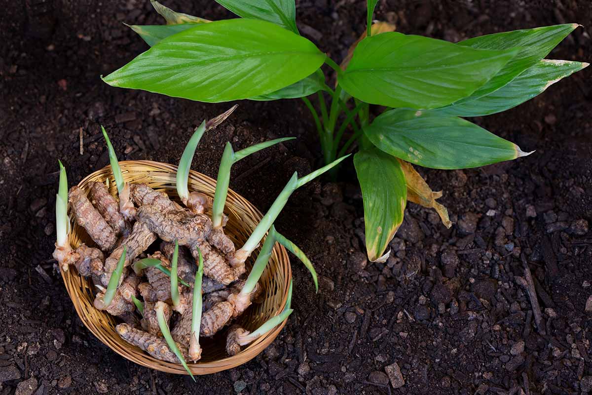 A close up of a turmeric plant and a basket of roots set on the ground beside it.