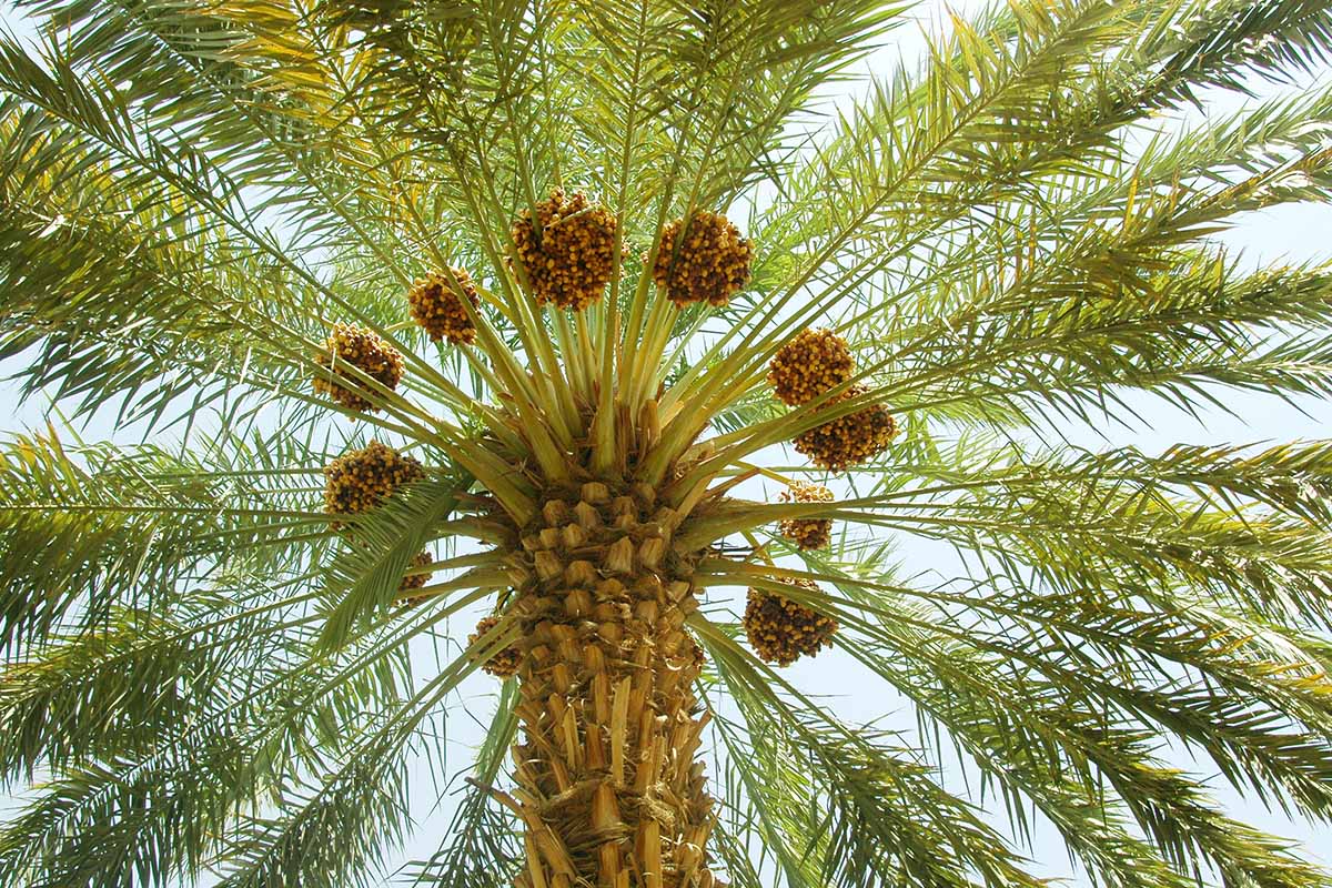 Une image horizontale en gros plan de la vue dans la canopée d'un palmier dattier en bonne santé.