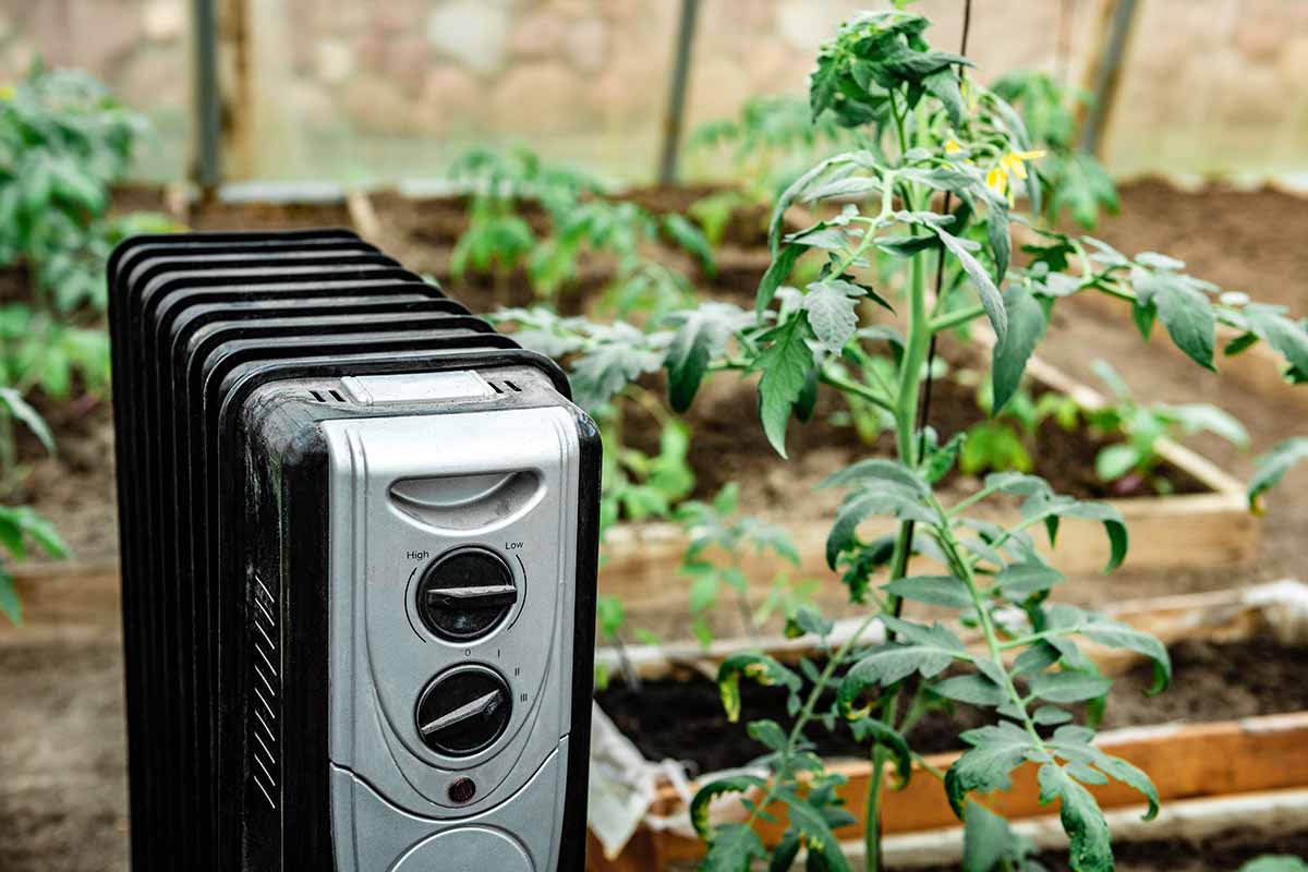 A close up horizontal image of a small oil heater next to a tomato plant in a greenhouse.