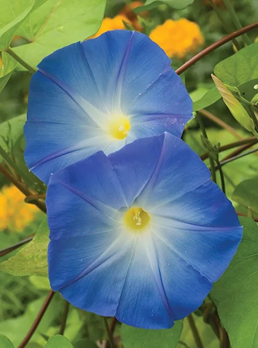 A close up of 'Heavenly Blue' morning glory flowers growing in the garden pictured on a soft focus background.