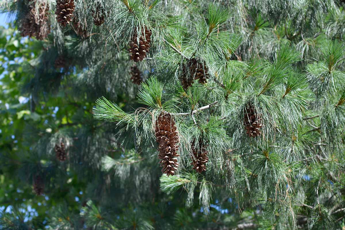 A close up horizontal image of a Pinus wallichiana growing wild.