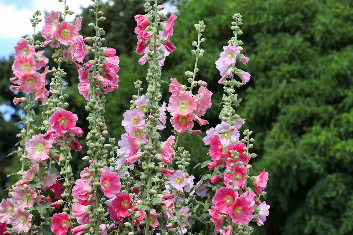 A close up horizontal image of hollyhocks growing in the garden with large trees in the background.