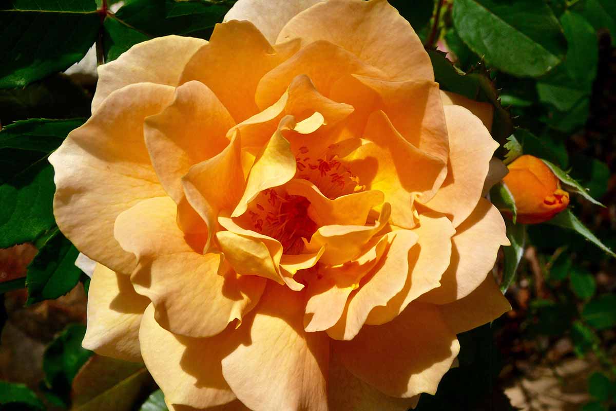 Uma imagem horizontal aproximada de uma única flor 'Honey Perfume' crescendo no jardim retratada sob o sol brilhante em um fundo de foco suave.