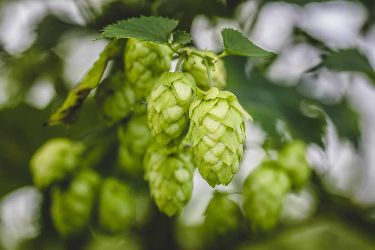 A close up horizontal image of hops vine growing in the garden pictured on a soft focus background.