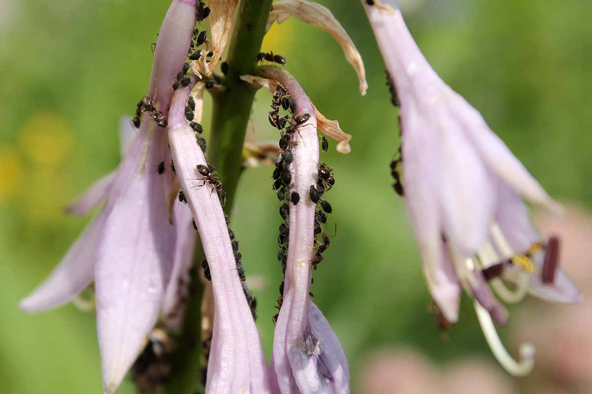 A close up horizontal image of a hosta flower infested with black bean aphids and ants, pictured on a soft focus background.