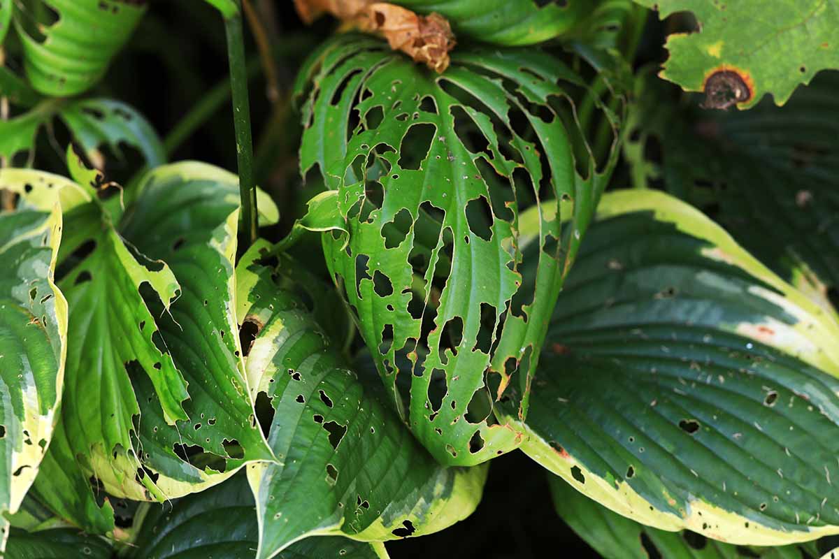 A close up horizontal image of the foliage of hosta plants that has been chewed by slugs and snails.