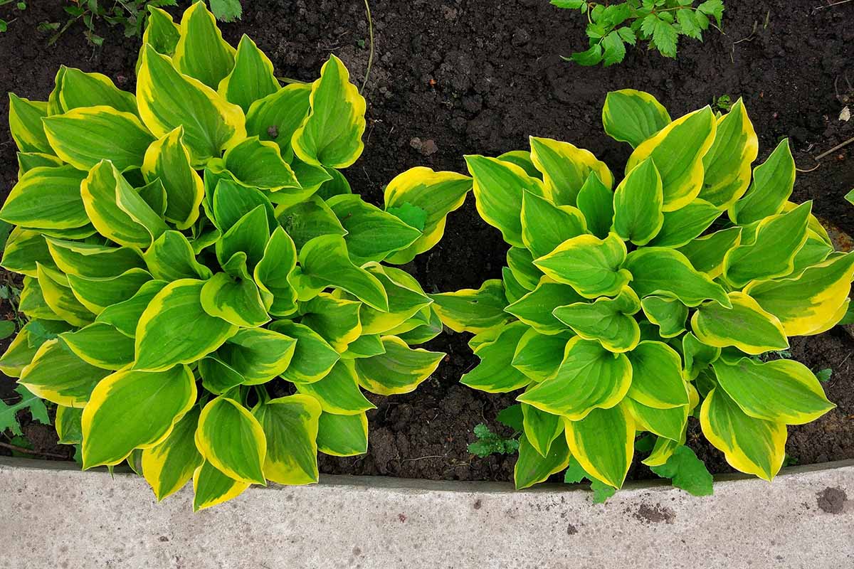 A close up of two hosta plants growing in a garden border.