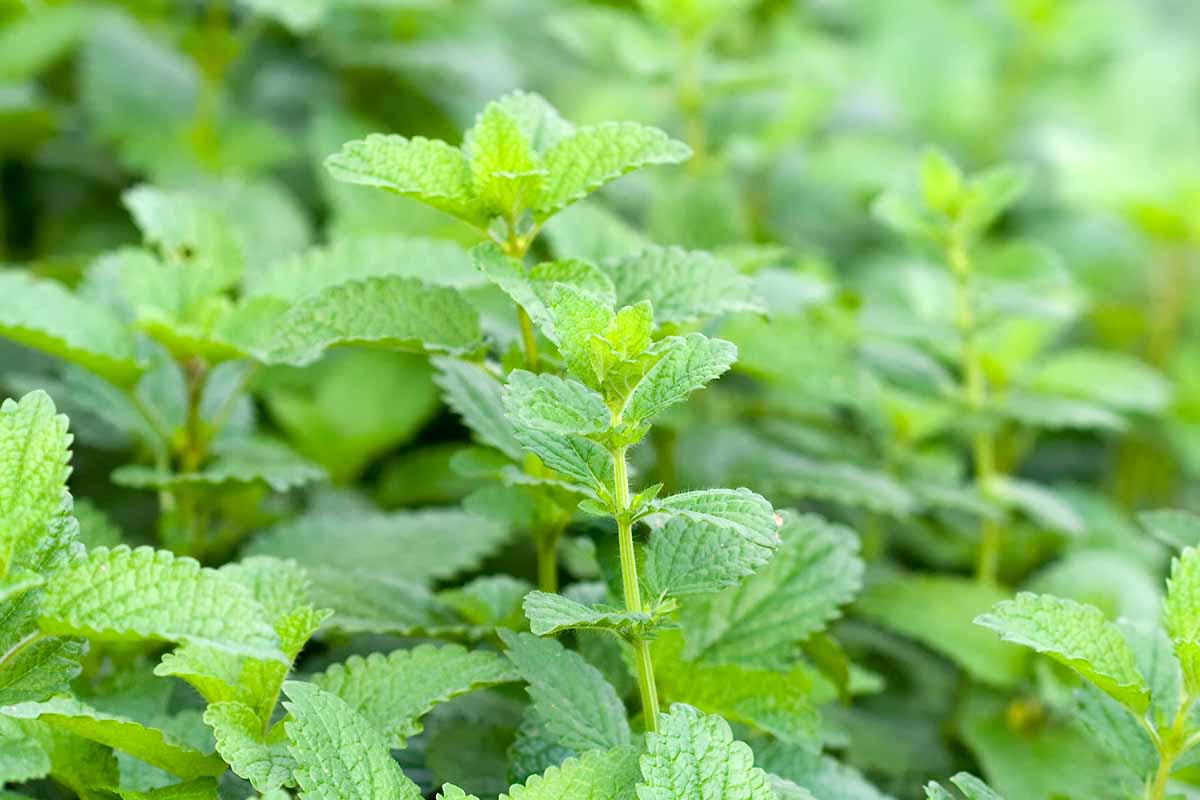 A horizontal image of lemon balm growing in the garden, fading to soft focus in the background.