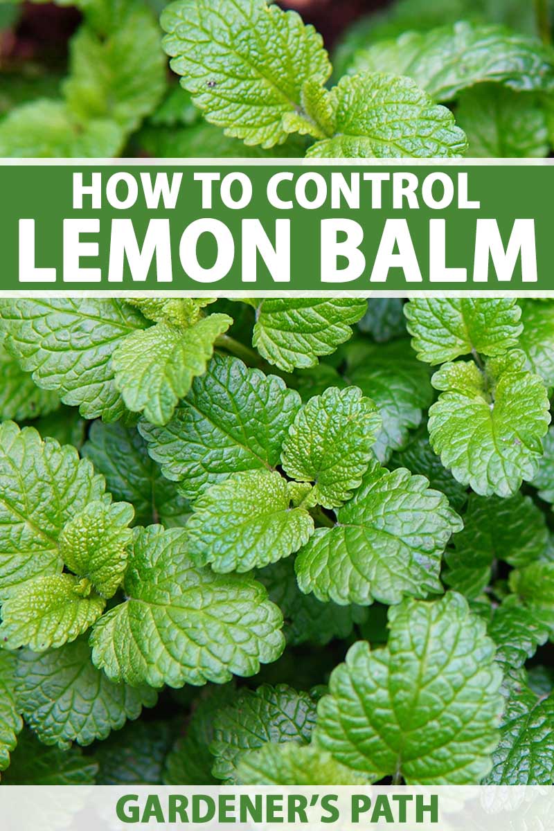 A close up vertical image of lemon balm growing in the garden. To the top and bottom of the frame is green and white printed text.