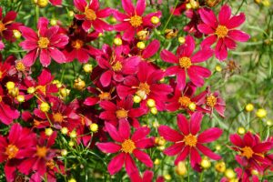 A close up horizontal image of red coreopsis flowers in full bloom in the summer garden pictured in bright sunshine.