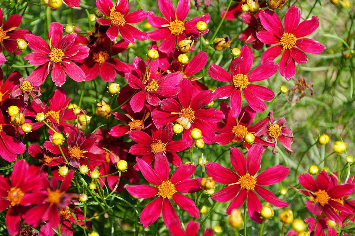 Uma imagem horizontal aproximada de flores coreopsis vermelhas em plena floração no jardim de verão retratado sob o sol brilhante.