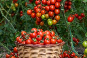 A close up horizontal image of a wicker basket set on the ground in the garden filled with a pile of freshly harvested tomatoes, pictured on a soft focus background.