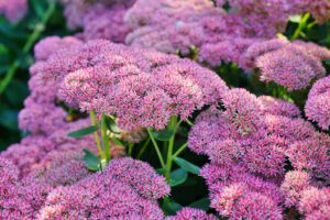 A close up horizontal image of the pink flowers and succulent foliage of Autumn Joy sedum growing in the fall garden, pictured in light sunshine.