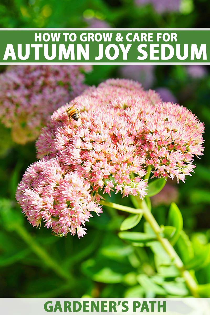 A close up vertical image of a bee feeding from an Autumn Joy sedum flower pictured in bright sunshine on a soft focus background. To the top and bottom of the frame is green and white printed text.