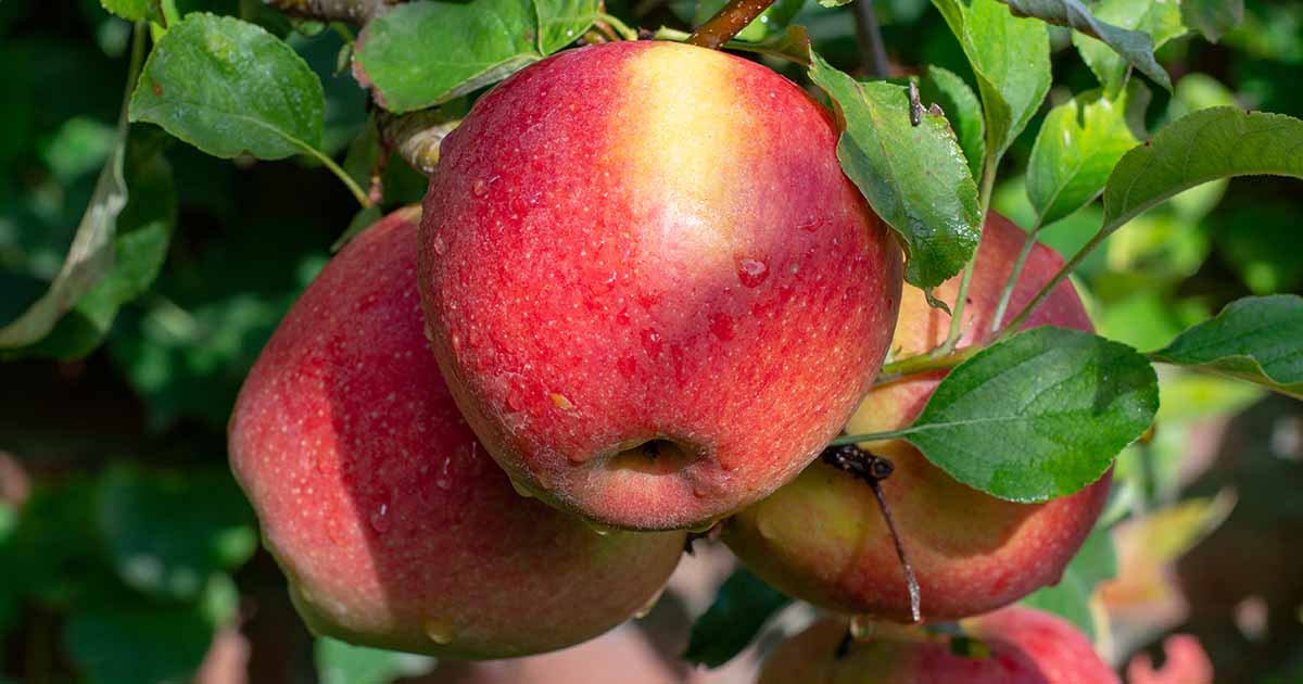 Simple Truth Organic™ Honeycrisp Apples Bag, 2 lb - Smith's Food