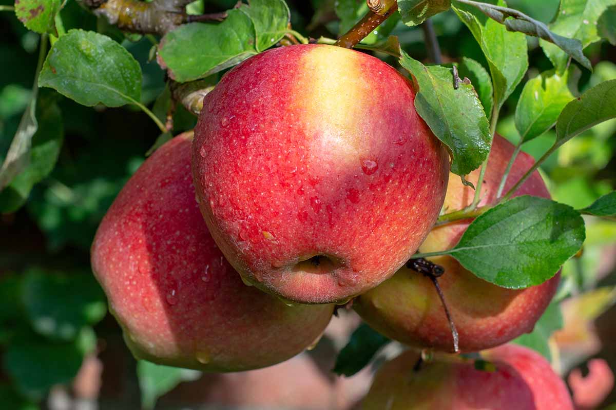 A close up horizontal image of 'Braeburn' apples growing on the tree, ripe and ready to harvest.