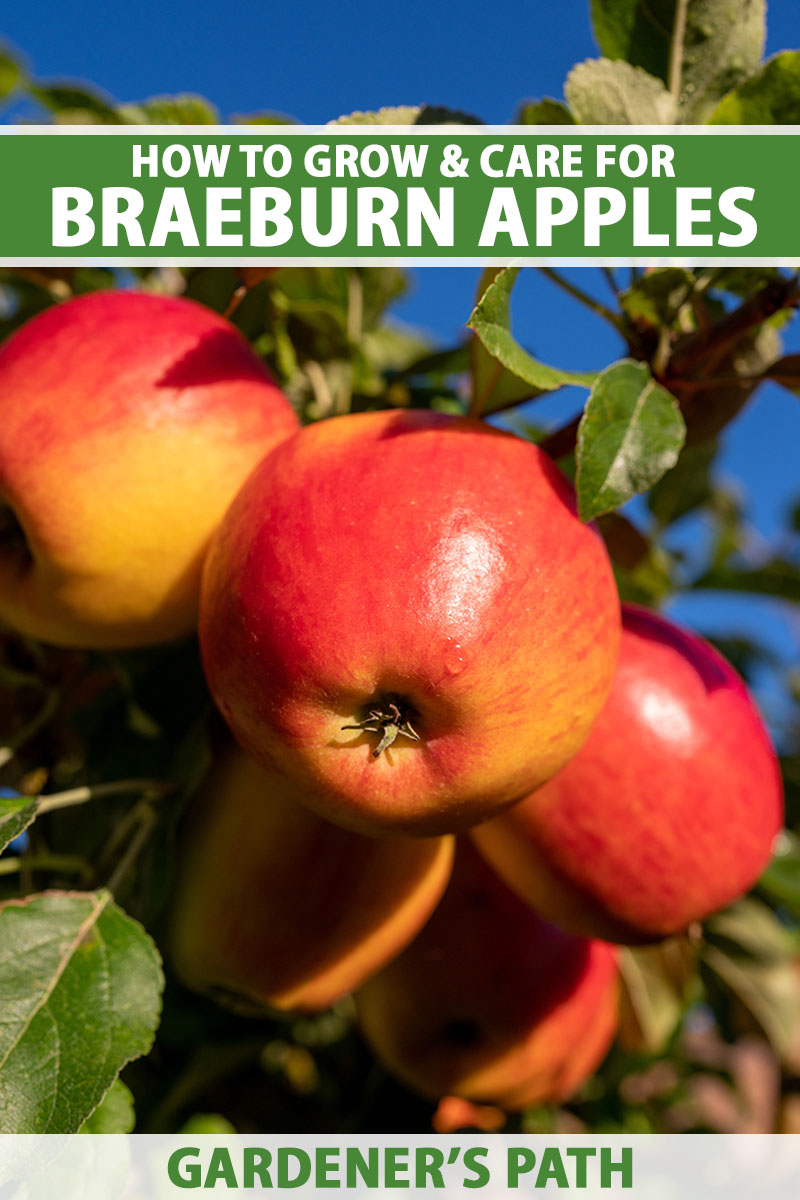 A close up vertical image of ripe 'Braeburn' apples growing in the garden ready for harvest, pictured in bright sunshine on a blue sky background. To the top and bottom of the frame is green and white printed text.