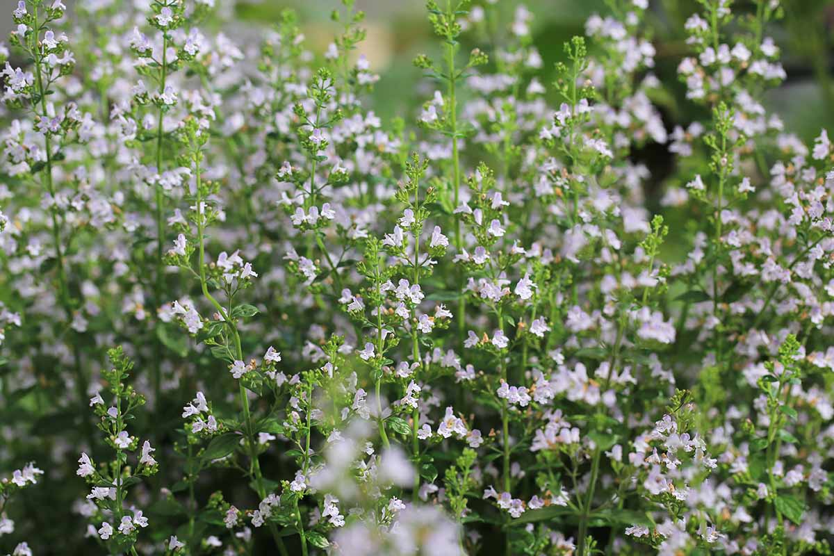 A close up horizontal image of calamint in bloom with tiny pink flowers growing in the garden.